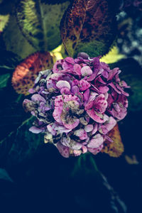 Close-up of flowers