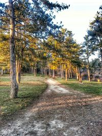 Road passing through forest