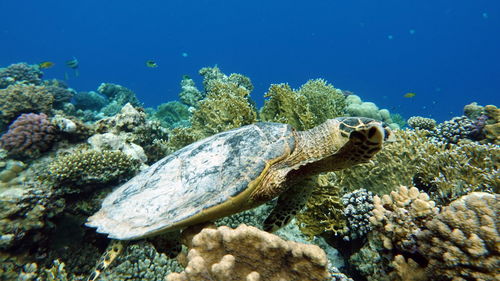 Hawksbill sea turtle , hawksbill turtle - eretmochelys imbricata.