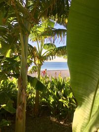 Palm trees on beach by sea against sky