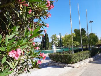 Pink flowering plants against blue sky