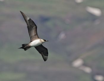 Bird flying over water