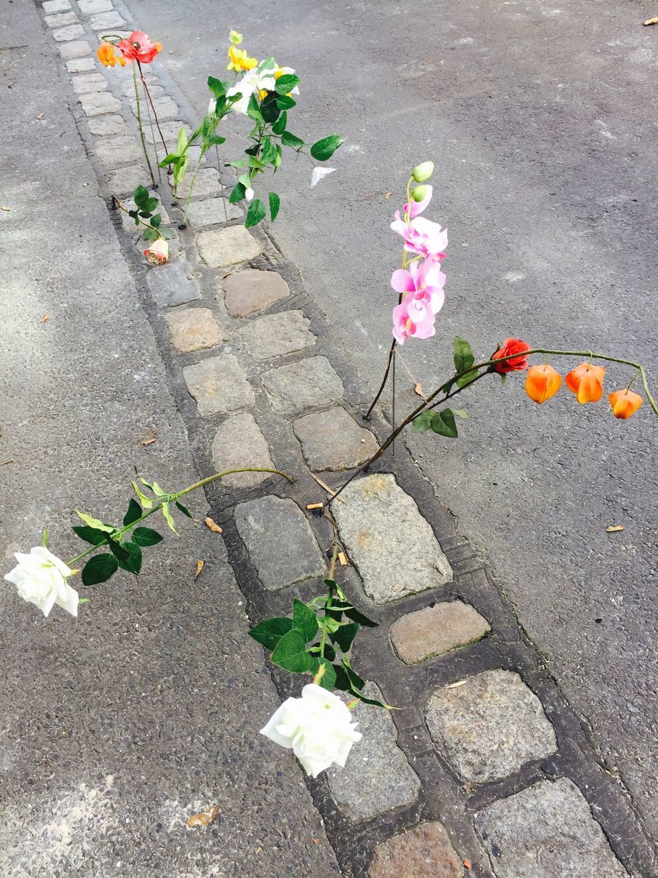 flower, high angle view, petal, leaf, freshness, fragility, plant, growth, nature, flower head, beauty in nature, blooming, in bloom, pink color, street, day, outdoors, blossom, no people, springtime