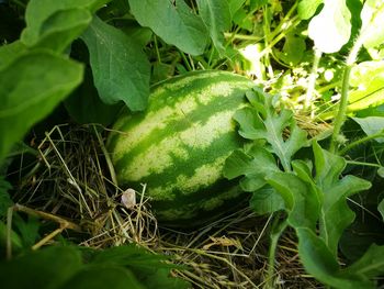 High angle view of plant growing in farm