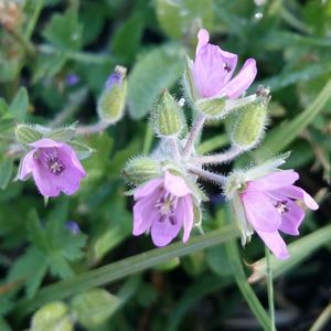 Close-up of pink flowers blooming outdoors