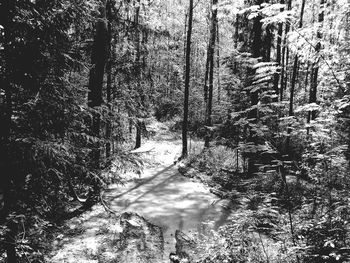 Trees in forest