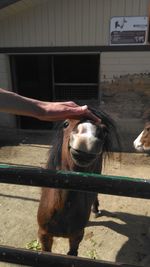 Cropped image of person stroking foal at zoo