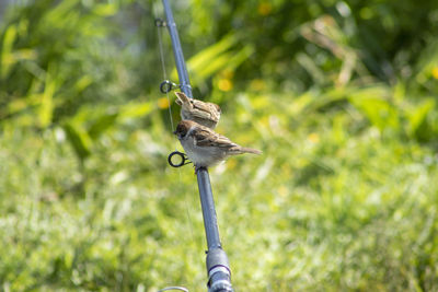 Bird perching on a plant