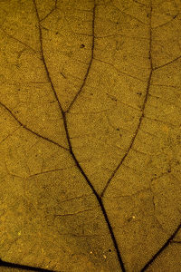 Full frame shot of yellow pattern on footpath