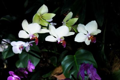 Close-up of flowers blooming outdoors
