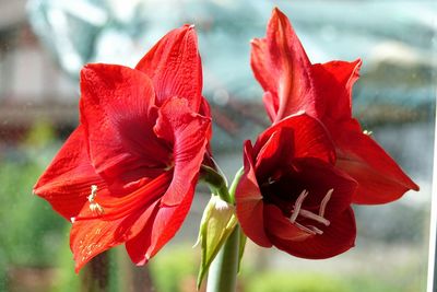 Close-up of red flowering plant