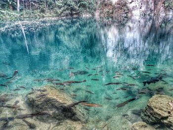 High angle view of fish swimming in water