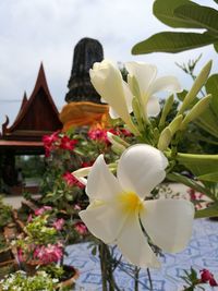 Close-up of flowers blooming against sky