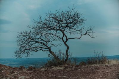 Bare tree by sea against sky