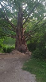 Trees on landscape