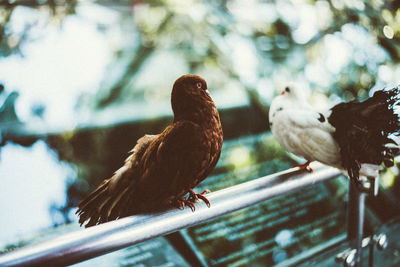 Birds perching on railing