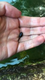 Close-up of hand holding tadpole