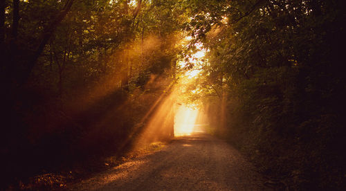 Sunlight streaming through trees in forest