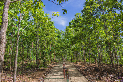 Footpath amidst trees in forest