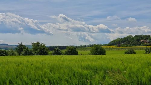 Scenic view of agricultural field against sky