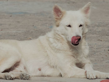 Cute dog licking