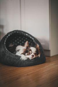 Portrait of dog resting on floor at home