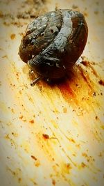 Close-up of tree trunk