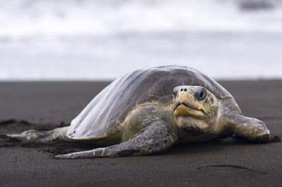 Close-up of turtle on beach