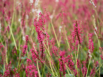 Pretty flower spikes of persicaria amplexicaulis in a garden with soft focus