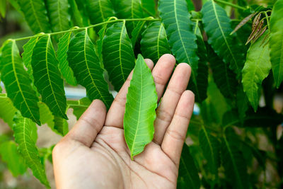 Close-up of hand holding leaves