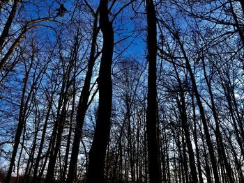 Low angle view of trees in forest against sky