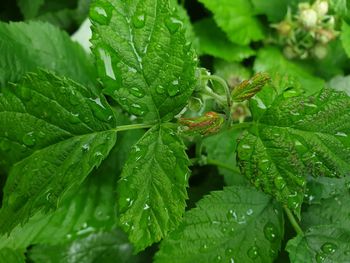 Close-up of wet leaves on plant during rainy season