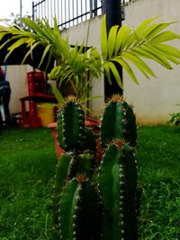 Close-up of fresh cactus plant in greenhouse