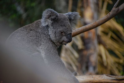 Close-up of lizard on branch