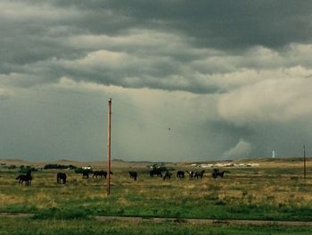 Horses on a field