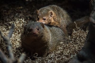 Mongooses mating at zoo