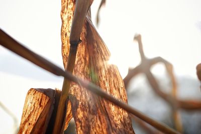 Close-up of rope on fence against sky