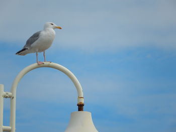 Low angle view of seagull perching