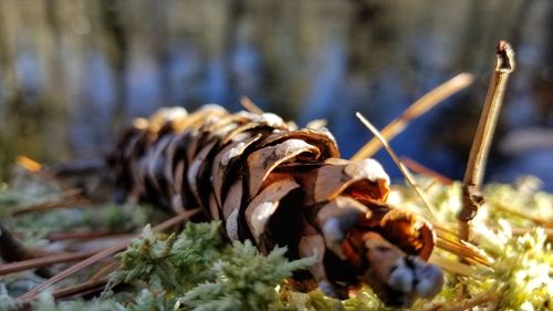 Close-up of shells on the ground