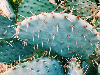 High angle view of succulent plants on land