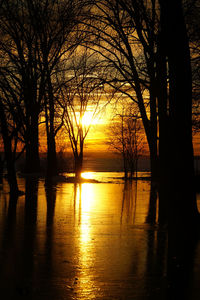 Silhouette of trees at sunset