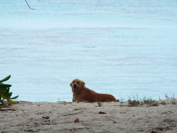 View of dog on beach