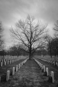 Bare trees in cemetery against sky