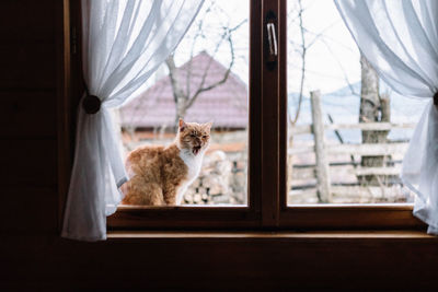 Orange cat sitting at the window, outside, at a mountain cabin.