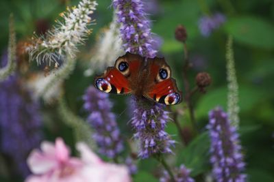 Close-up of butterfly pollinating on purple flower