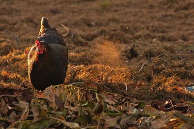 Hen on field in sunny day