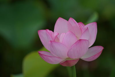 Close-up of pink water lily