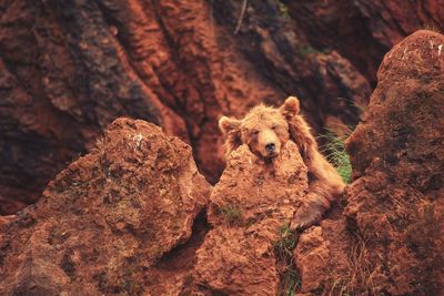 Bear relaxing on rock