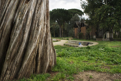 View of trees against sky