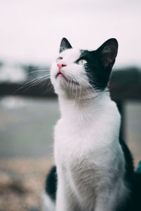 Close-up of cat looking away